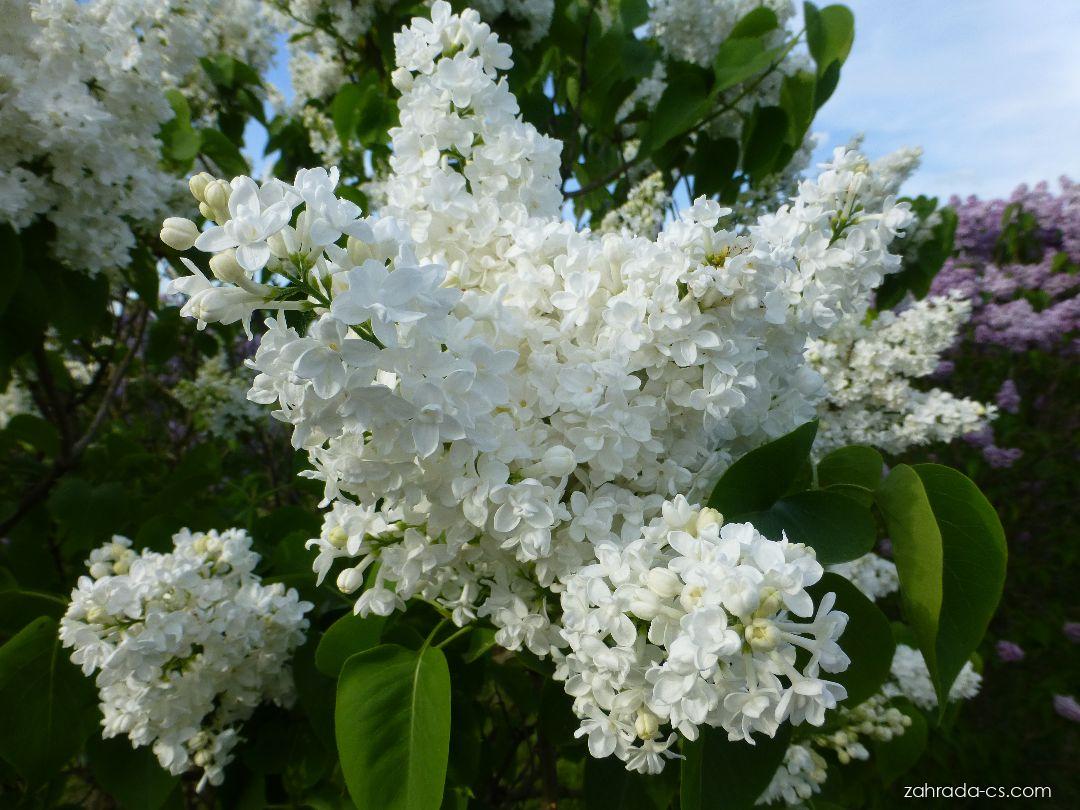 Syringa vulgaris Obelisque (šeřík obecný) Syringa vulgaris Obelisque (šeřík obecný)