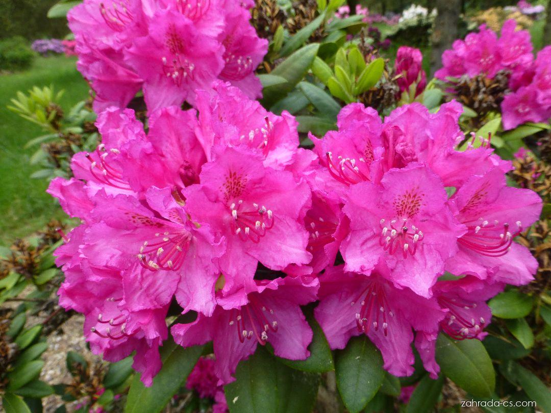 Rhododendron Darius (pěnišník) Rhododendron Darius (pěnišník)