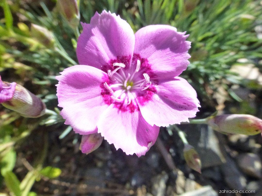 Dianthus gratianopolitanus Gütle (hvozdík sivý) Dianthus gratianopolitanus Gütle (hvozdík sivý)