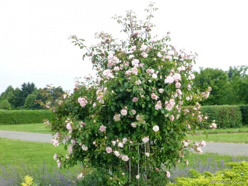 Albertine Rood Rosa Albertine - růže | Zahrada-cs.com