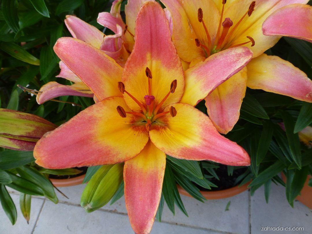 Lilium x hybridum Lady Like (lilie) Lilium x hybridum Lady Like (lilie)