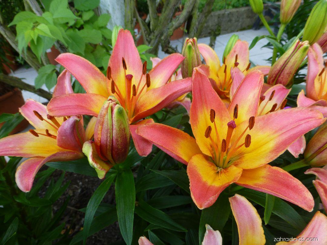 Lilium x hybridum Lady Like (lilie) Lilium x hybridum Lady Like (lilie)