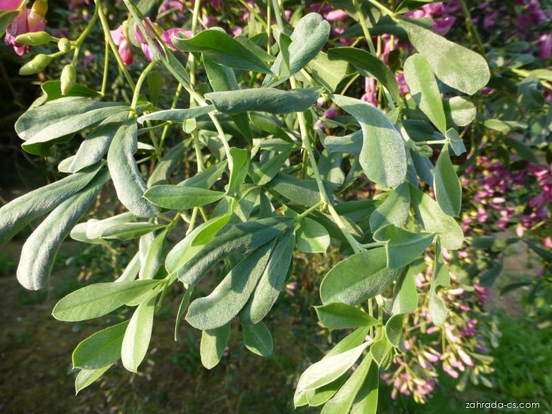 Halimodendron halodendron (Pallas) Voss (slaník stříbrný) Halimodendron halodendron (Pallas) Voss (slaník stříbrný)