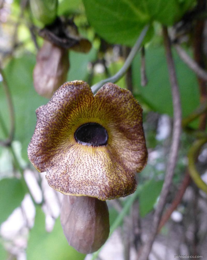 Aristolochia macrophylla Lam. (podražec velkolistý) Aristolochia macrophylla Lam. (podražec velkolistý)