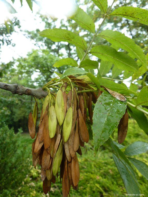 Fraxinus excelsior L. (jasan ztepilý) Fraxinus excelsior L. (jasan ztepilý)