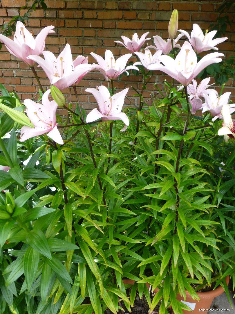 Lilium x hybridum Elodie (lilie) Lilium x hybridum Elodie (lilie)