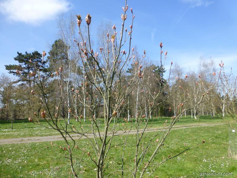 Aesculus pavia Atrosanguinea (jírovec pávie, pávie červená) Aesculus pavia Atrosanguinea (jírovec pávie, pávie červená)