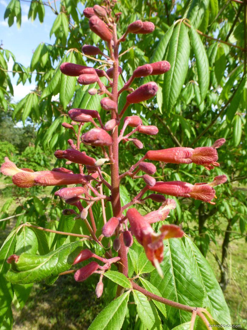 Aesculus pavia Humilis (jírovec pávie, pávie červená) Aesculus pavia Humilis (jírovec pávie, pávie červená)