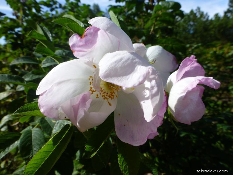 Rosa rugosa Jabloňový květ (růže svraskalá) Rosa rugosa Jabloňový květ (růže svraskalá)
