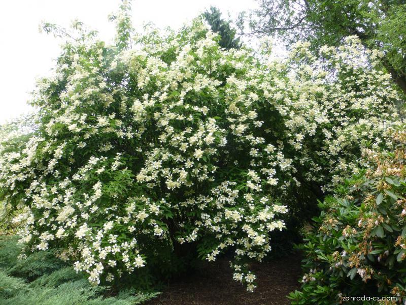Hydrangea arborescens Annabelle (hortenzie stromkovitá) Hydrangea arborescens Annabelle (hortenzie stromkovitá)