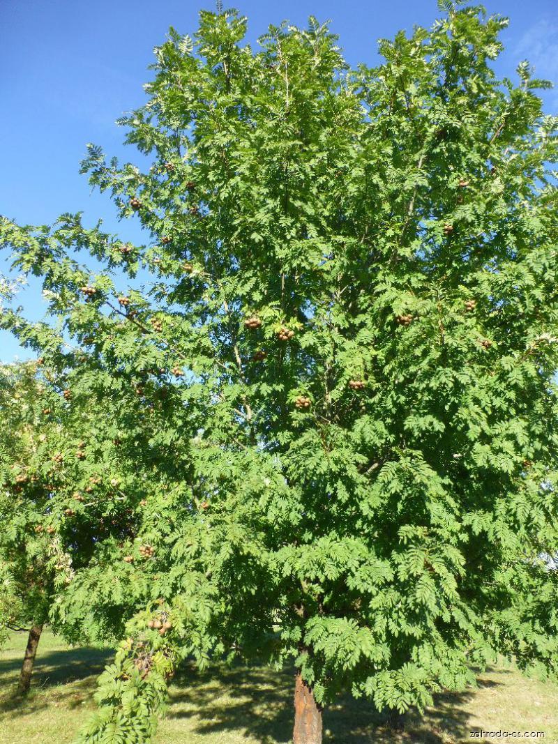 Sorbus domestica L. (jeřáb oskeruše) Sorbus domestica L. (jeřáb oskeruše)