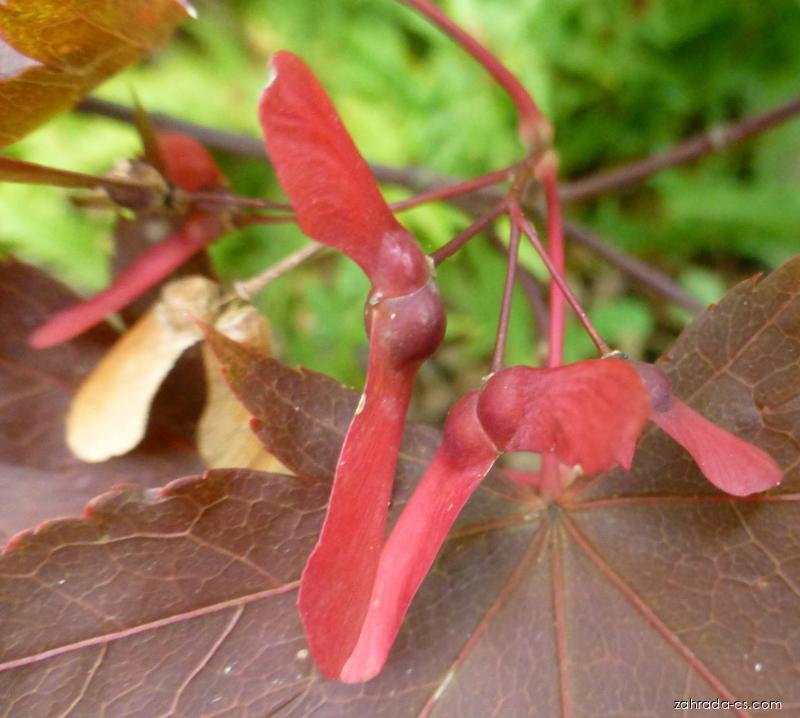 Acer palmatum Heptalobum (javor dlanitolistý) Acer palmatum Heptalobum (javor dlanitolistý)