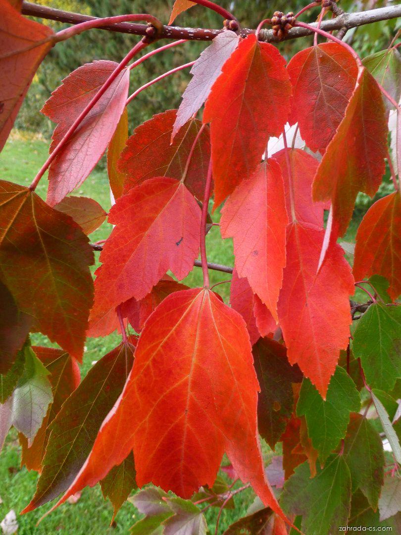 Acer rubrum Red Sunset (javor červený) Acer rubrum Red Sunset (javor červený)