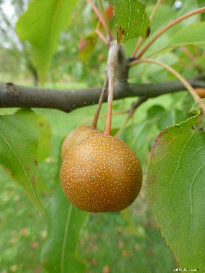 Hrušeň břízolistá - větévka s plodem (Pyrus betulifolia) Hrušeň břízolistá - větévka s plodem (Pyrus betulifolia)