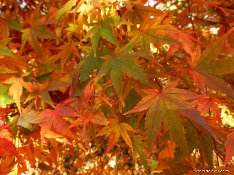 Acer palmatum Tamahime (javor dlanitolistý) Acer palmatum Tamahime (javor dlanitolistý)
