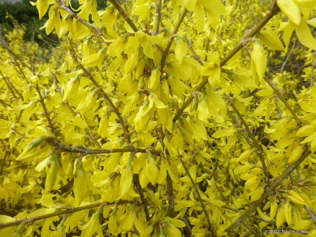 Forsythia x intermedia Maree d Or (zlatice prostřední) Forsythia x intermedia Maree d Or (zlatice prostřední)