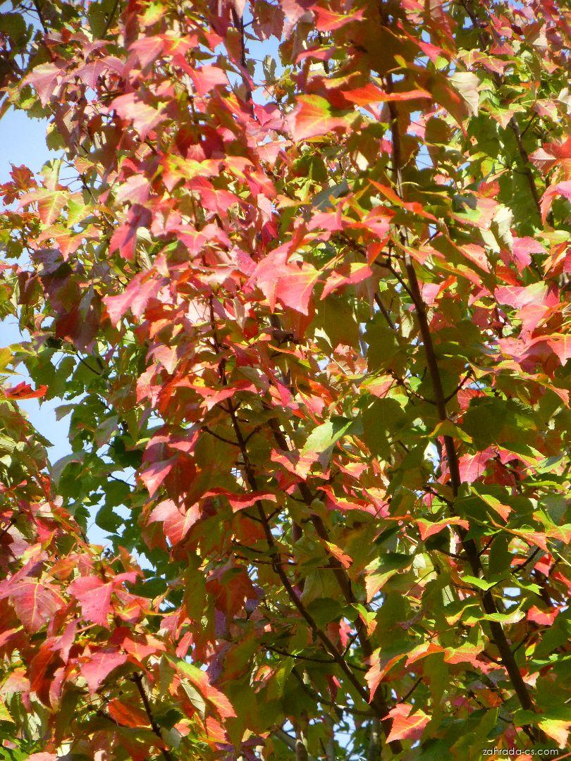 Acer rubrum Armstrong (javor červený) Acer rubrum Armstrong (javor červený)