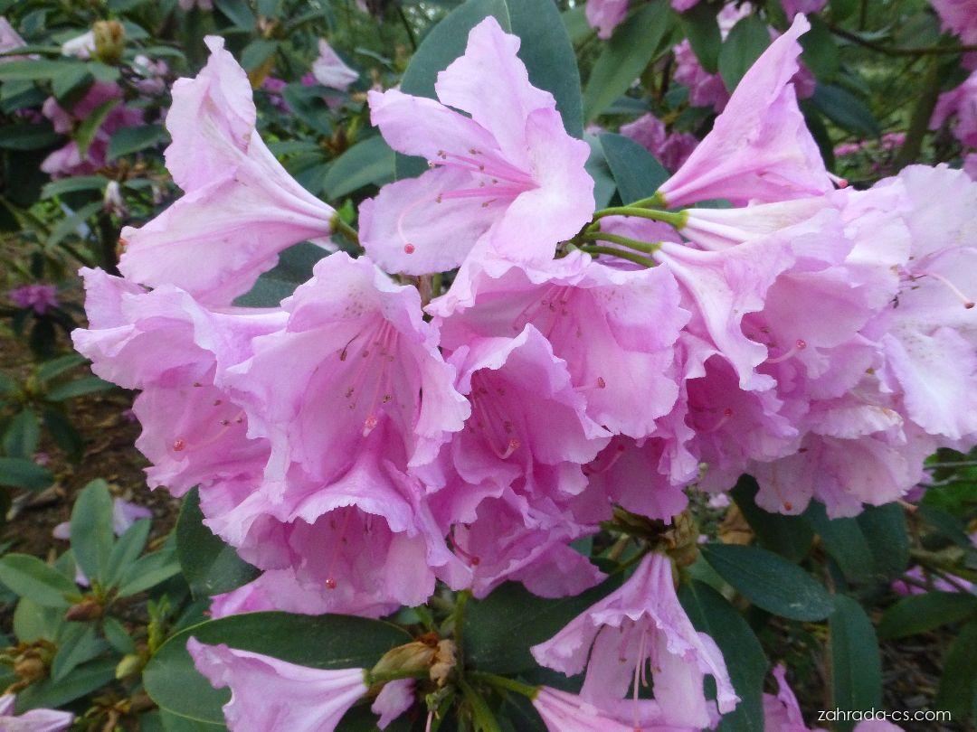 Rhododendron Duque De San Lucar (pěnišník) Rhododendron Duque De San Lucar (pěnišník)
