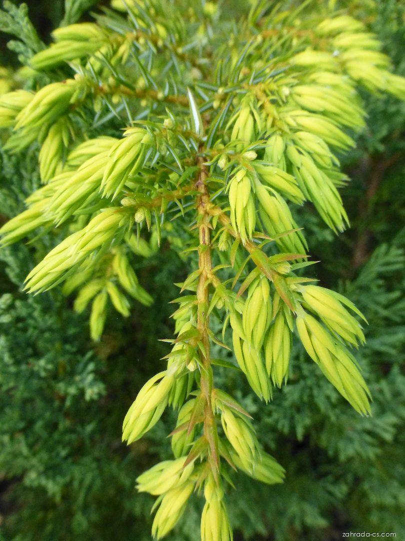Juniperus communis Depressa Aurea (jalovec obecný) Juniperus communis Depressa Aurea (jalovec obecný)