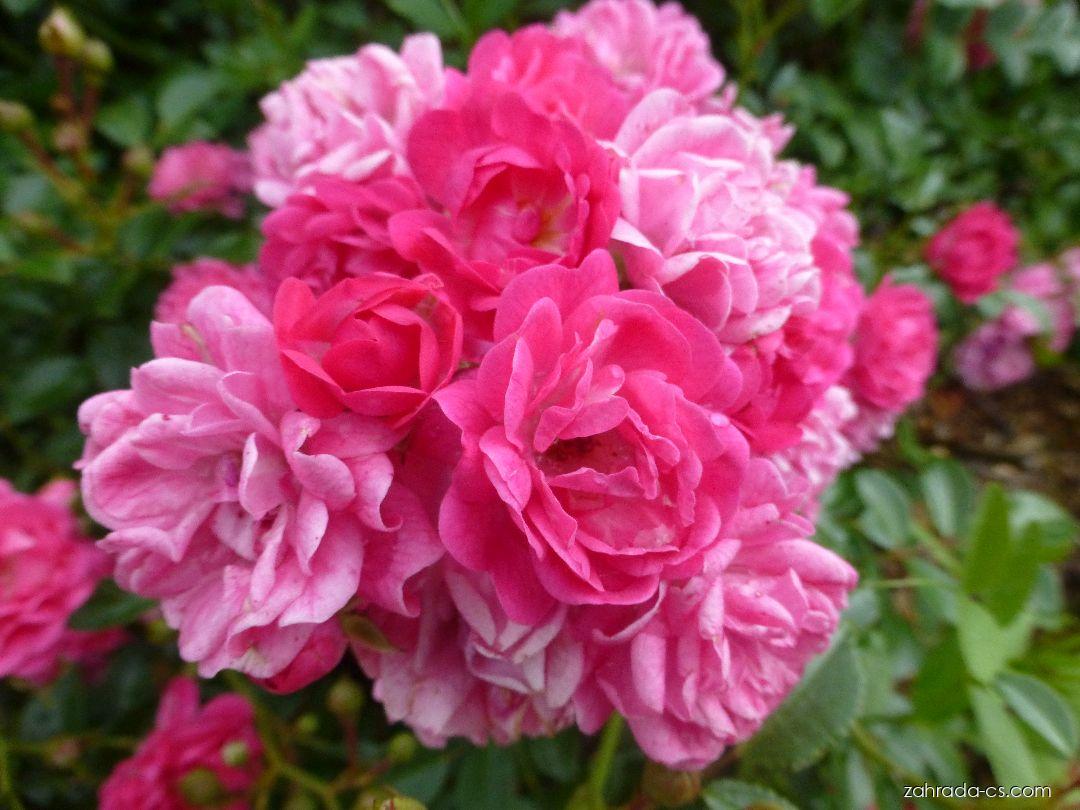 Rosa Lovely Fairy Vurens, Spek 1990 (růže) Rosa Lovely Fairy Vurens, Spek 1990 (růže)
