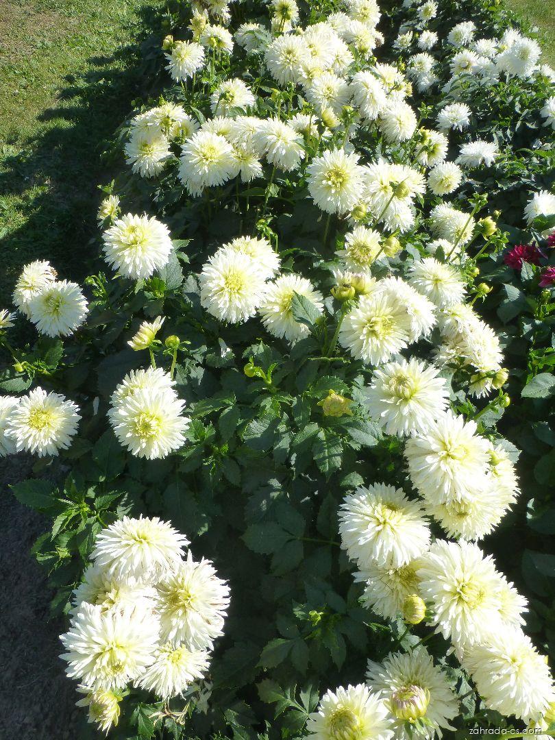 Dahlia Arnon (jiřina) Dahlia Arnon (jiřina)