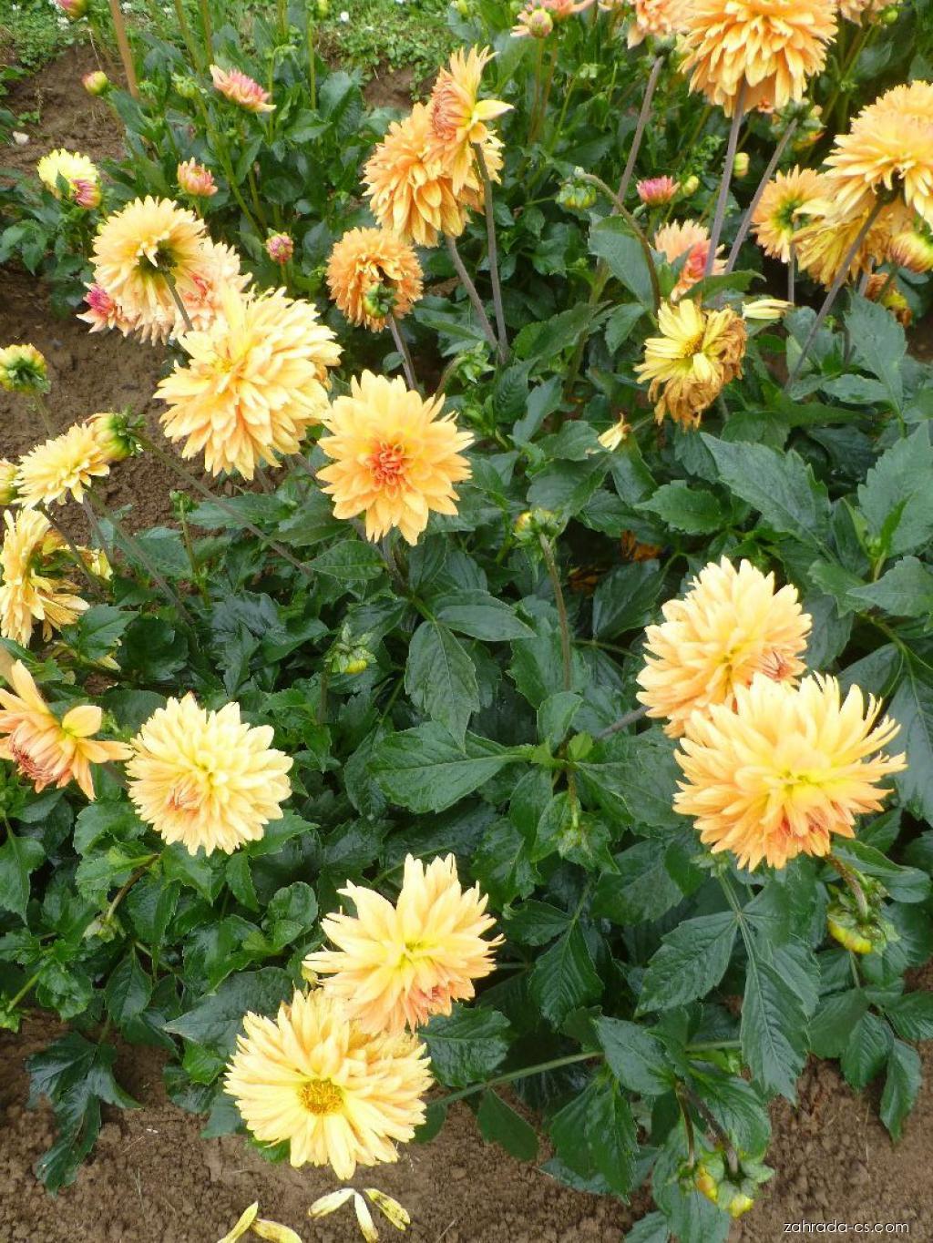 Dahlia Gilboa (jiřina) Dahlia Gilboa (jiřina)