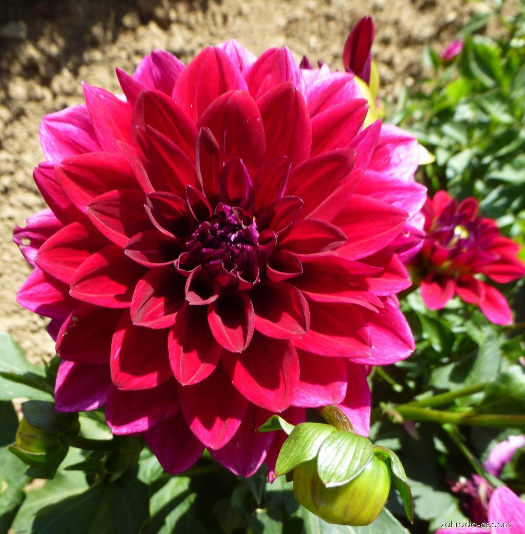 Dahlia Perseus (jiřina) Dahlia Perseus (jiřina)