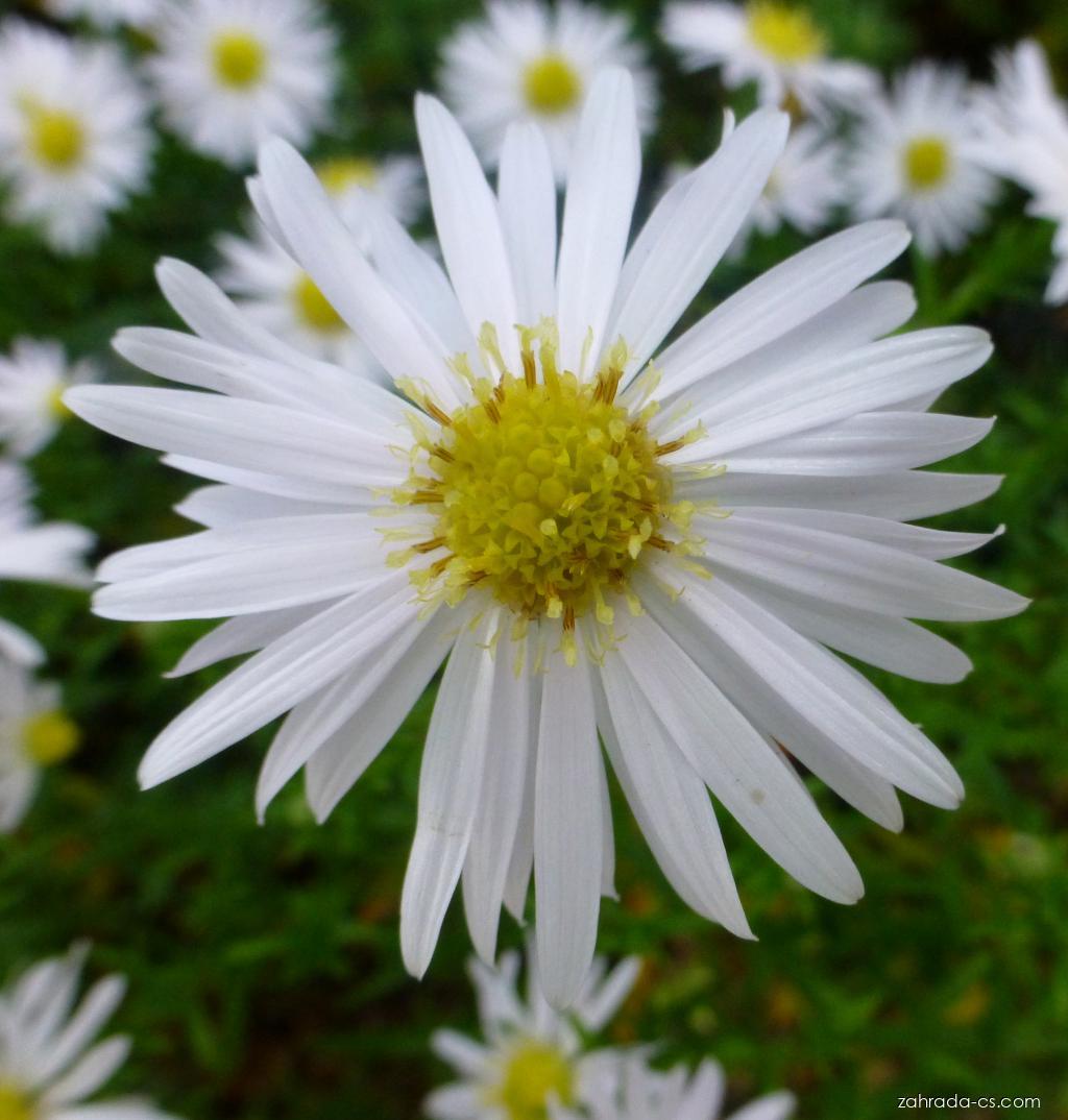Aster dumosus Silberball (hvězdnice hustokvětá) Aster dumosus Silberball (hvězdnice hustokvětá)