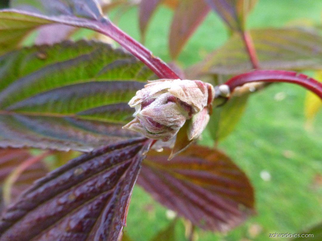 Kalina bodnantská větévka s květem (Viburnum x bodnantense) Zahrada