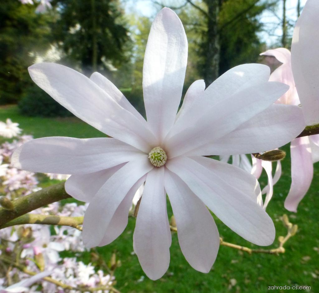 Magnolia stellata Rosea (šácholan hvězdovitý) Magnolia stellata Rosea (šácholan hvězdovitý)