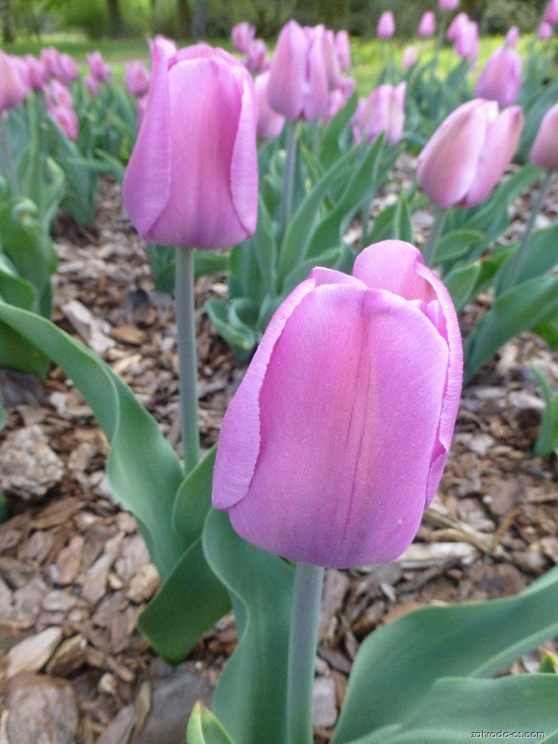 Tulipa Alibi (tulipán) Tulipa Alibi (tulipán)
