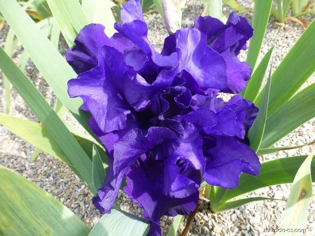 Iris barbata Thunder Mountain (kosatec zahradní) Iris barbata Thunder Mountain (kosatec zahradní)