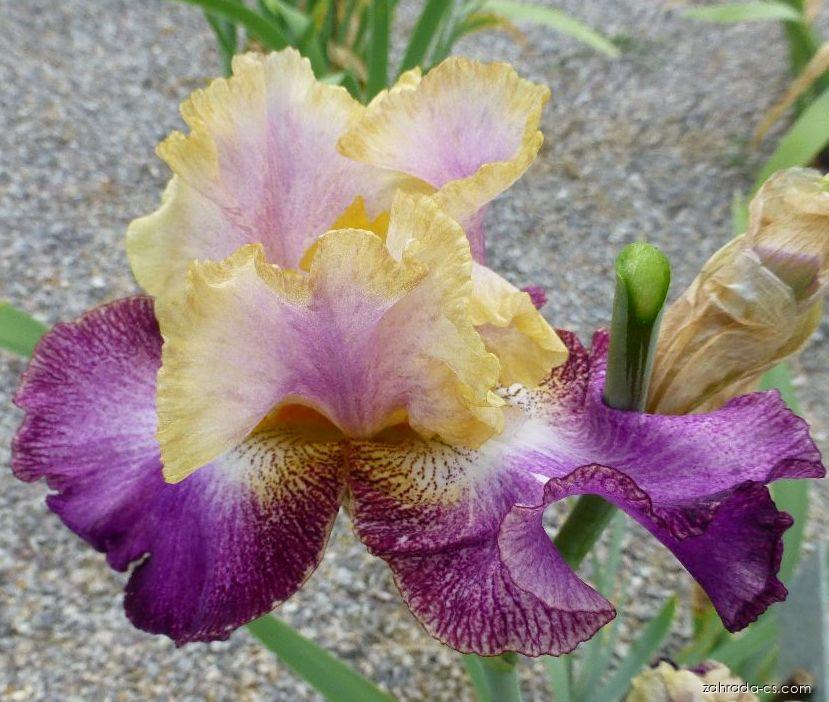Iris barbata Motylek (kosatec zahradní) Iris barbata Motylek (kosatec zahradní)