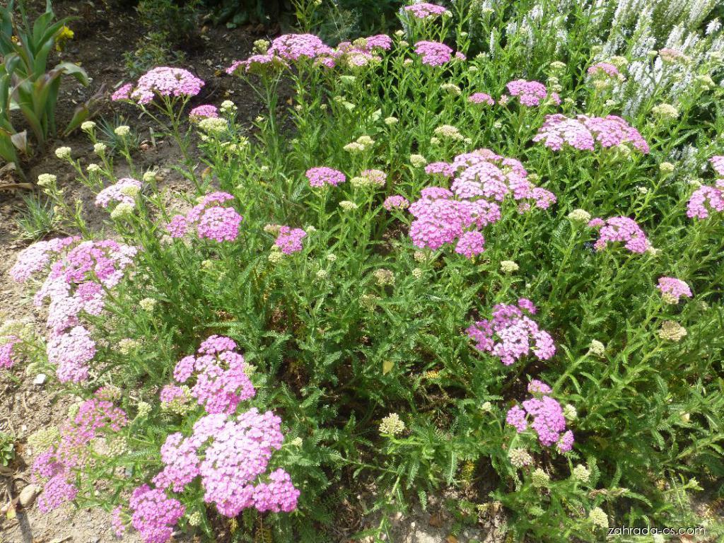 Achillea millefolium Pretty Belinda (řebříček obecný) Achillea millefolium Pretty Belinda (řebříček obecný)
