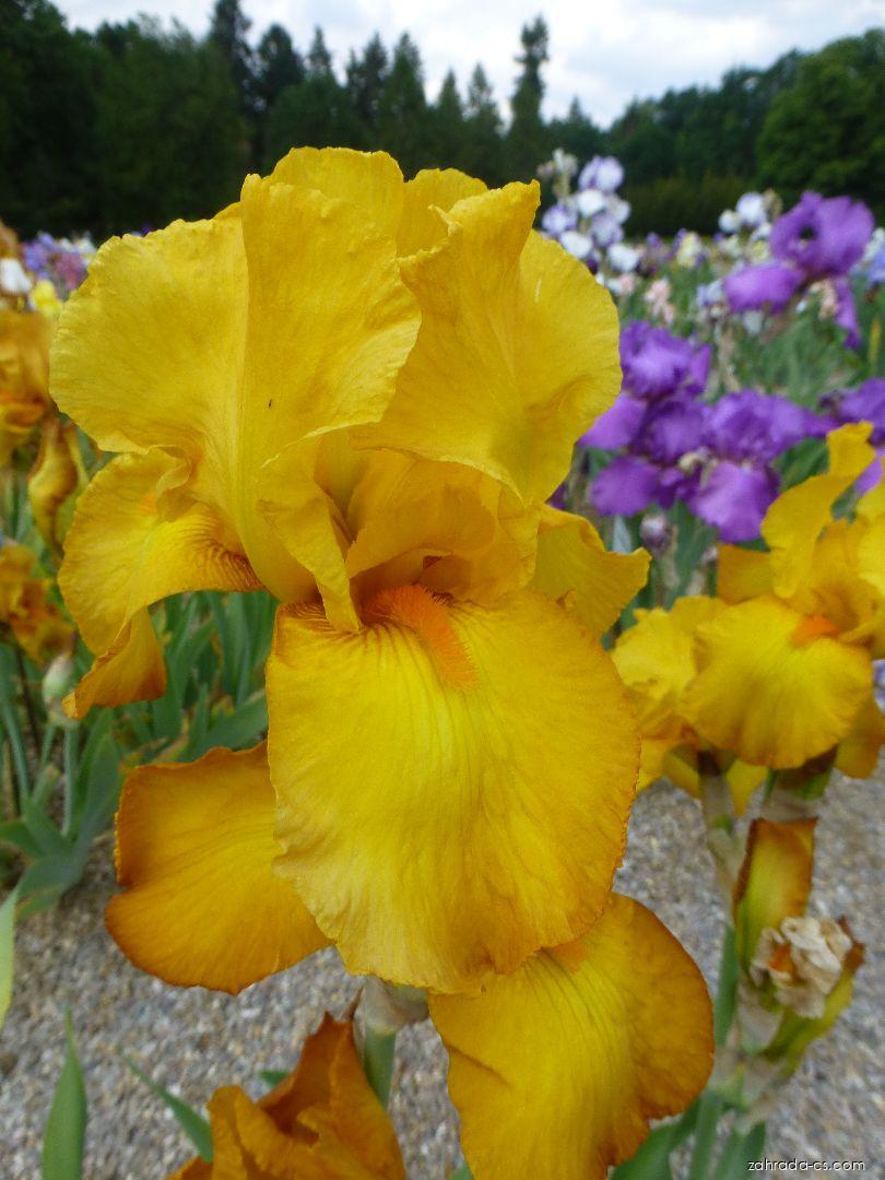 Iris barbata Lord Warden (kosatec zahradní) Iris barbata Lord Warden (kosatec zahradní)
