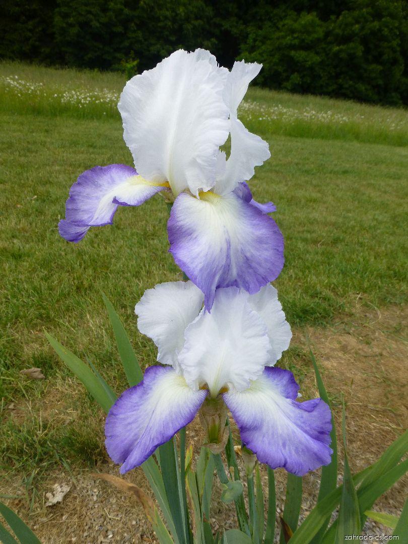 Iris barbata Brook Flower (kosatec zahradní) Iris barbata Brook Flower (kosatec zahradní)