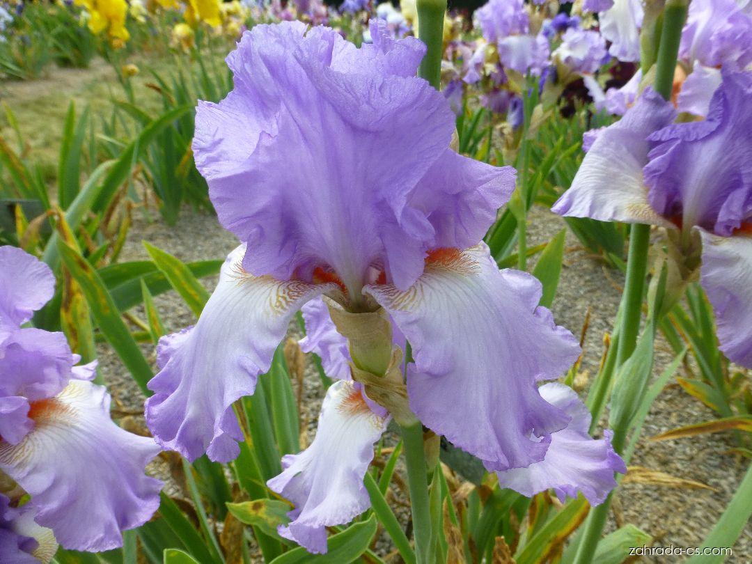 Iris barbata Lilac Treat (kosatec zahradní) Iris barbata Lilac Treat (kosatec zahradní)
