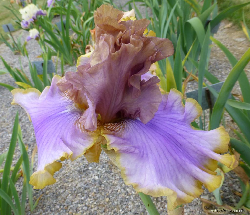 Iris barbata Bratislava (kosatec zahradní) Iris barbata Bratislava (kosatec zahradní)