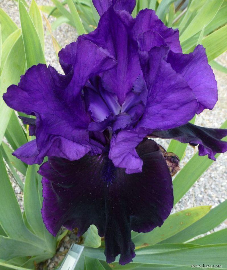 Iris barbata Midnight Treat (kosatec zahradní) Iris barbata Midnight Treat (kosatec zahradní)