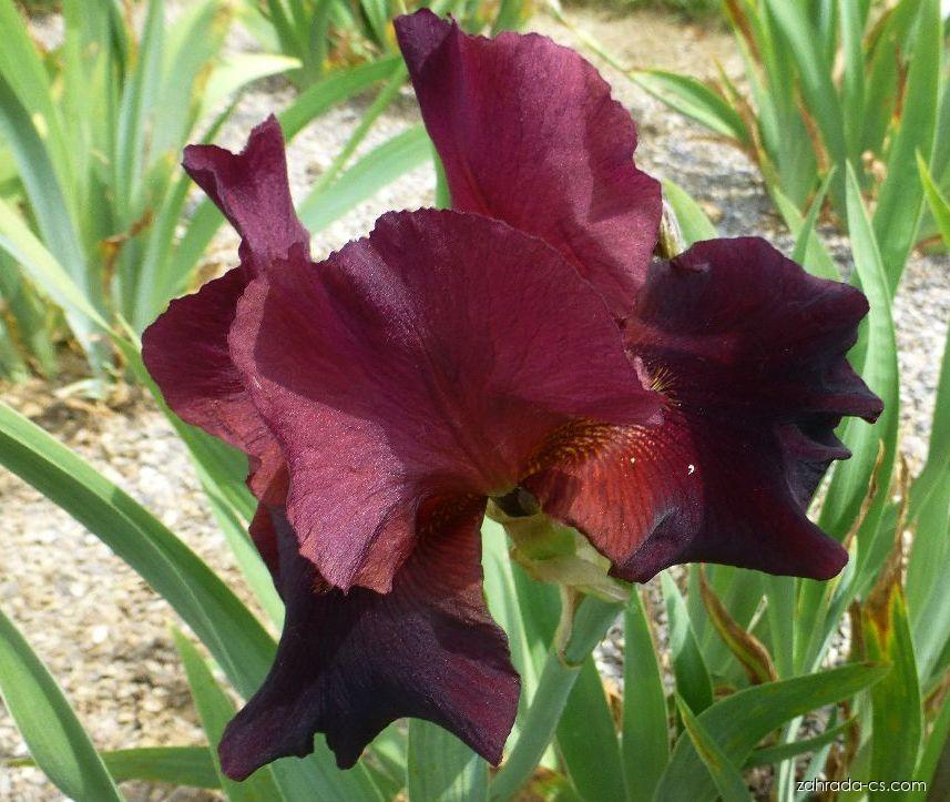 Iris barbata Jewel Tone (kosatec zahradní) Iris barbata Jewel Tone (kosatec zahradní)