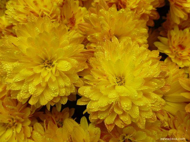 Chrysanthemum x morifolium Berta (listopadka zahradní) Chrysanthemum x morifolium Berta (listopadka zahradní)