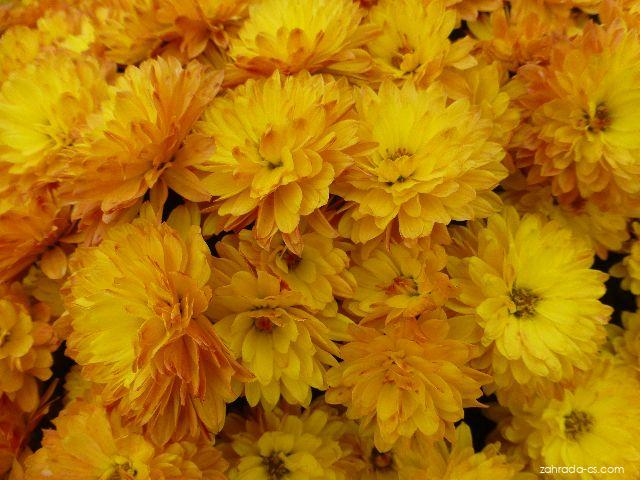 Chrysanthemum x morifolium Berta (listopadka zahradní) Chrysanthemum x morifolium Berta (listopadka zahradní)