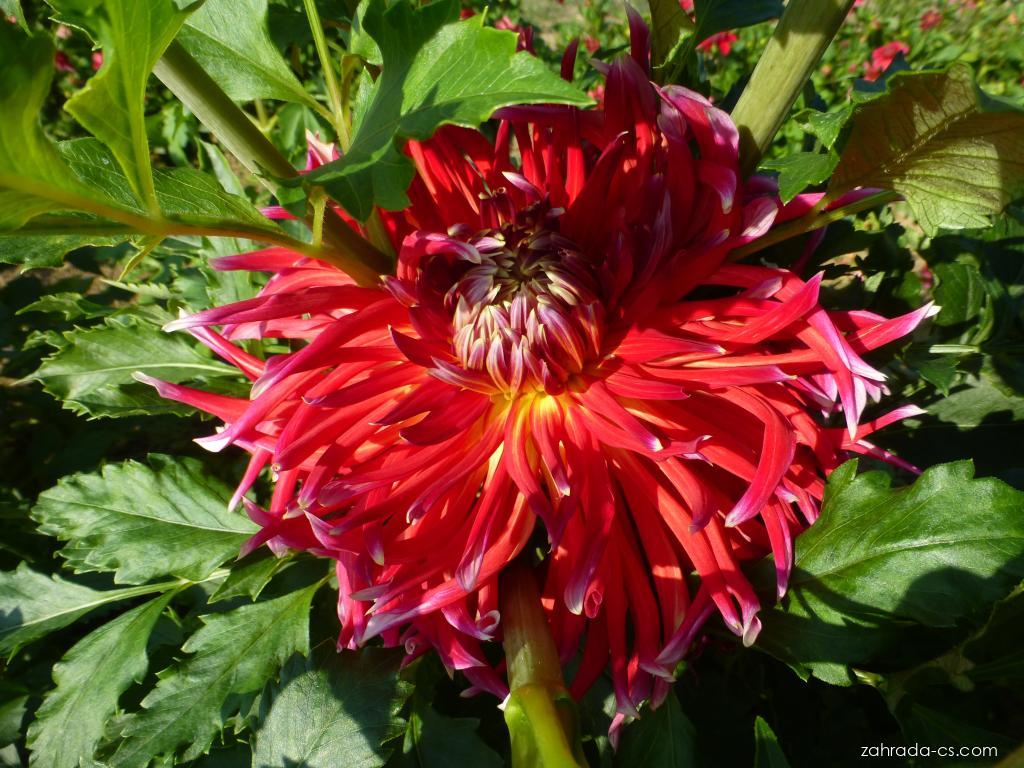 Dahlia Akita No Hicary (jiřina) Dahlia Akita No Hicary (jiřina)