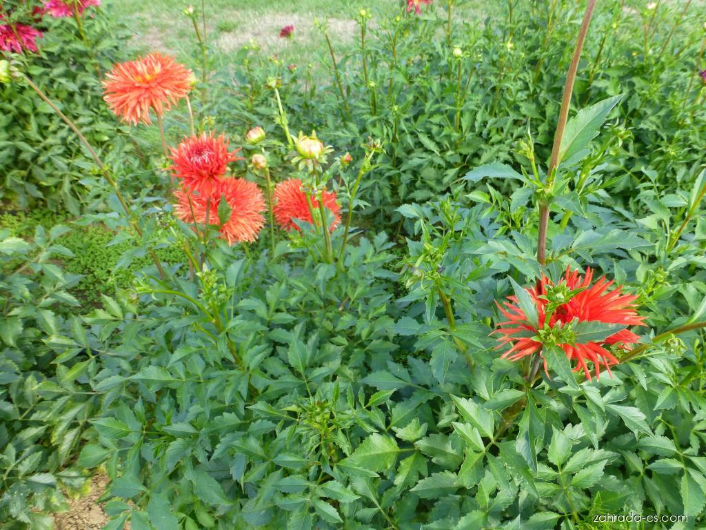 Dahlia Hapet Orange Cyril (jiřina) Dahlia Hapet Orange Cyril (jiřina)
