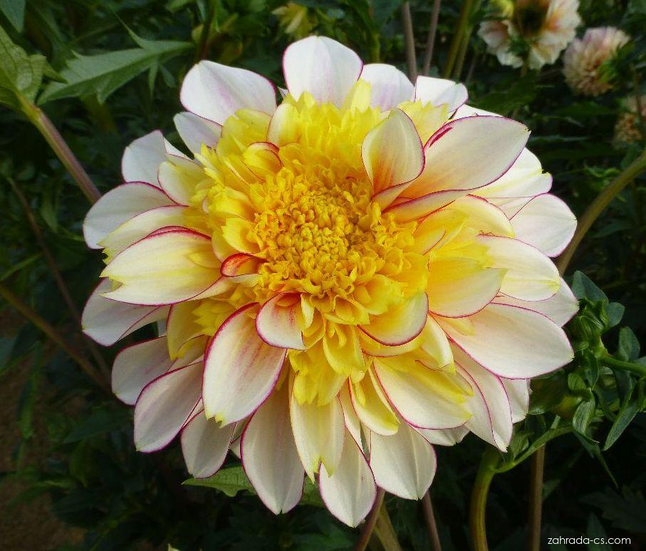 Dahlia Polka (jiřina) Dahlia Polka (jiřina)