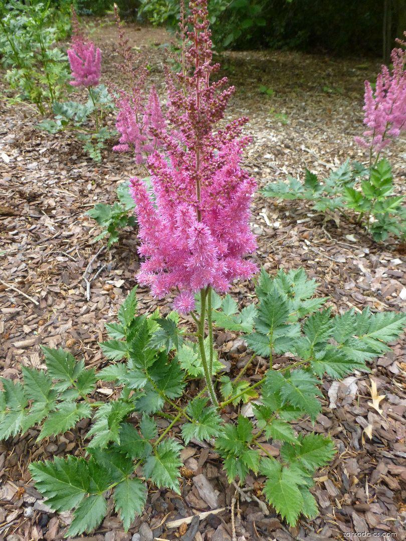 Astilbe chinensis Little Vision in Purple (čechrava čínská) Astilbe chinensis Little Vision in Purple (čechrava čínská)
