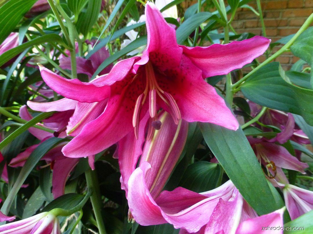 Lilium x hybridum Dark Romance (lilie) Lilium x hybridum Dark Romance (lilie)