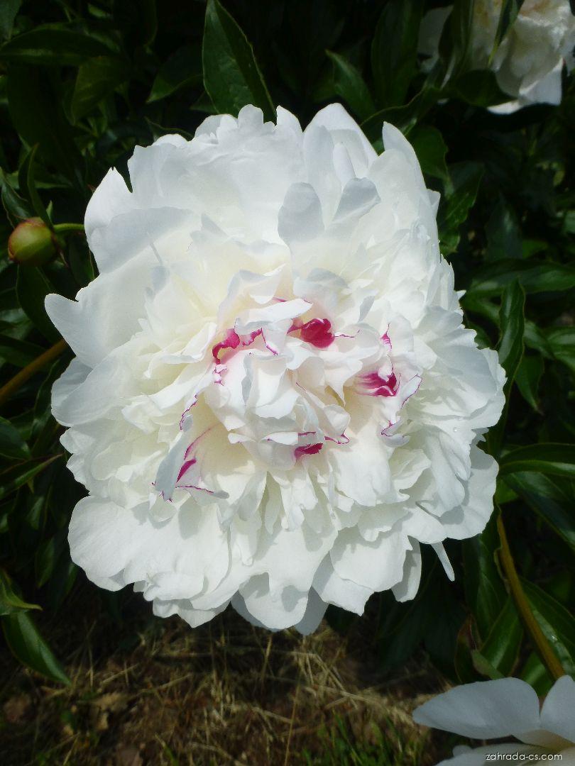 Paeonia lactiflora Festiva Maxima Miellez, 1851 (pivoňka čínská) Paeonia lactiflora Festiva Maxima Miellez, 1851 (pivoňka čínská)
