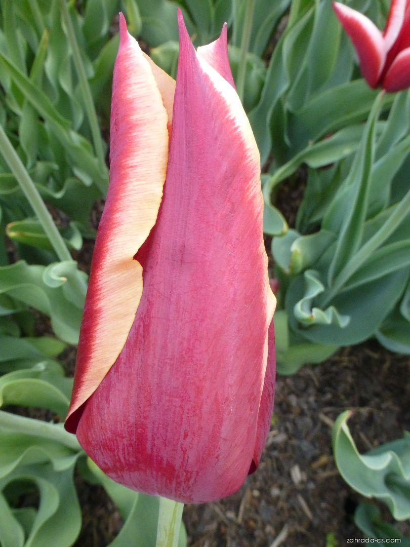 Tulipa Nandu (tulipán) Tulipa Nandu (tulipán)