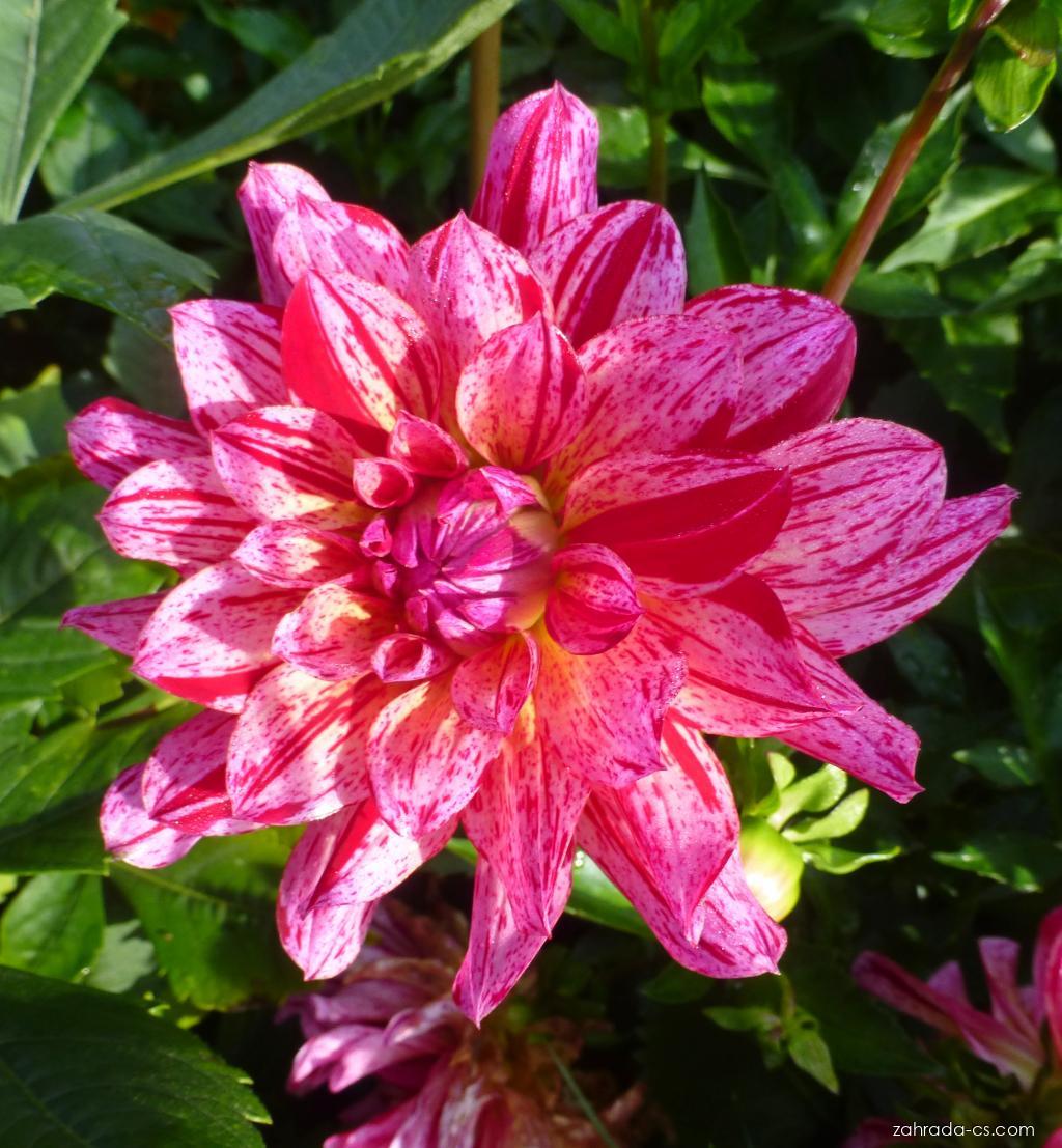 Dahlia Mingus Tony (jiřina) Dahlia Mingus Tony (jiřina)